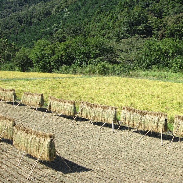 ※　小川提携米　無農薬無化学肥料栽培［精米］　２ｋｇ