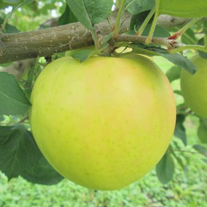 ※　せいの農園のおいしいりんご 4玉